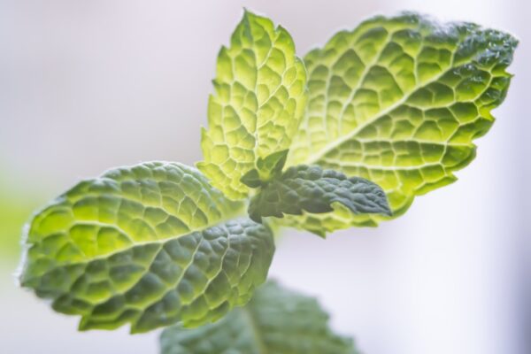 Photo Herbs in kitchen