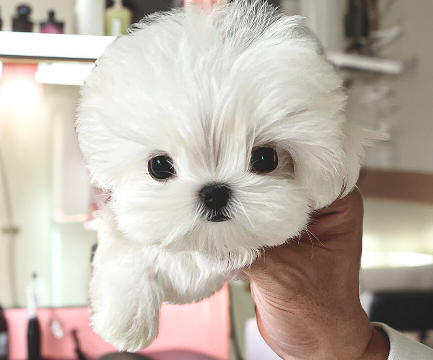 Cățeluși Maltese de vânzare – eleganță, afecțiune și un companion perfect pentru familie