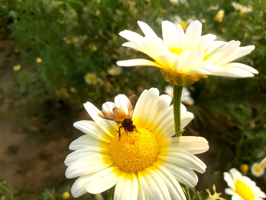 Photo API