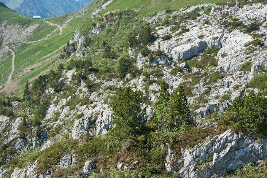clauzele de reziliere